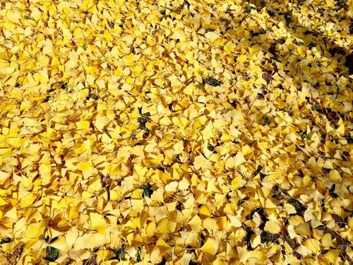 銀杏千年，等候的是秋的思念