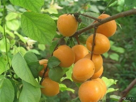 話說芒種