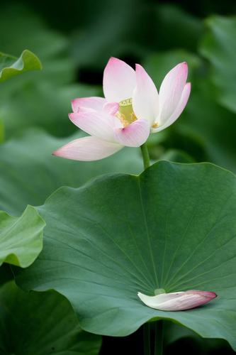 三伏花期