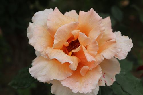 陜工網(wǎng)：國(guó)色天香