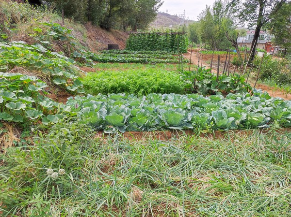 陜煤建設(shè)洗選煤運(yùn)營(yíng)公司紅柳林洗煤廠項(xiàng)目部：職工菜園，“蔬”心“食”尚