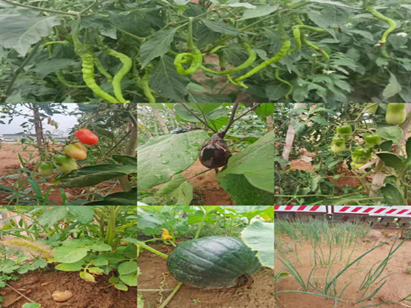 陜煤建設(shè)咸陽(yáng)分公司第九項(xiàng)目部：碩果累累的“菜園子”，滿滿當(dāng)當(dāng)?shù)摹安嘶@子”