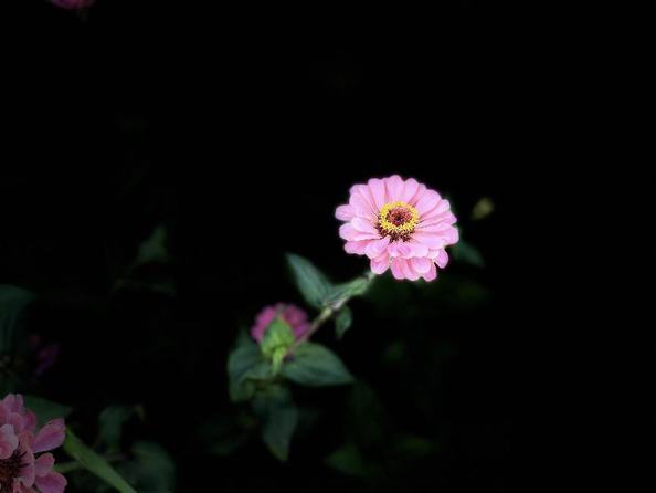 百花爭艷