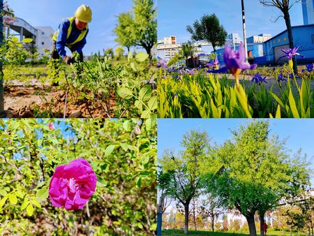 陜煤建設(shè)洗選煤運(yùn)營(yíng)公司紅柳林洗煤廠項(xiàng)目部： 夯實(shí)“綠”的底色    呵護(hù)“眼”的清靈