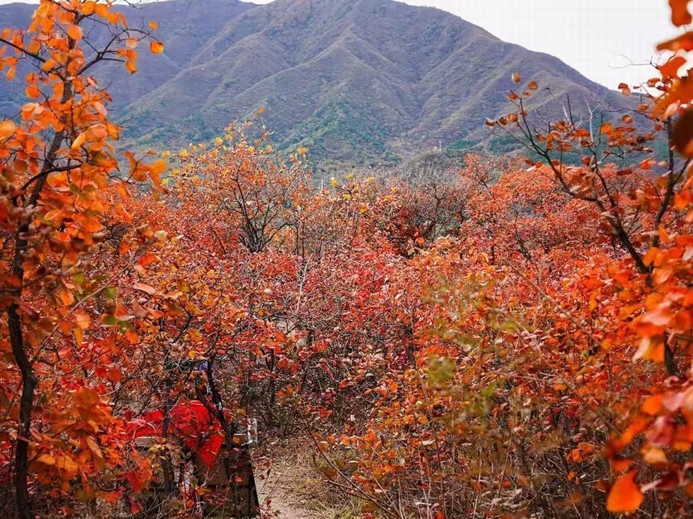 紅葉燃情，歷史鑄魂