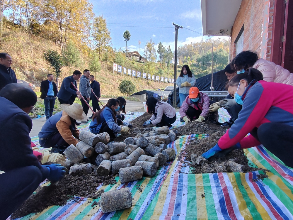 陜煤建設定點幫扶村：羊肚菌產(chǎn)業(yè)開啟致富新引擎