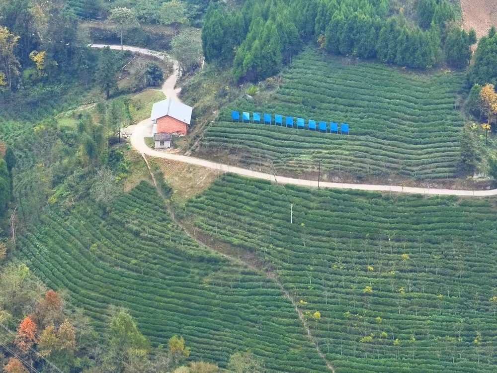 陜煤建設(shè)定點(diǎn)幫扶村：春茶采摘忙  產(chǎn)業(yè)興旺正當(dāng)時(shí)