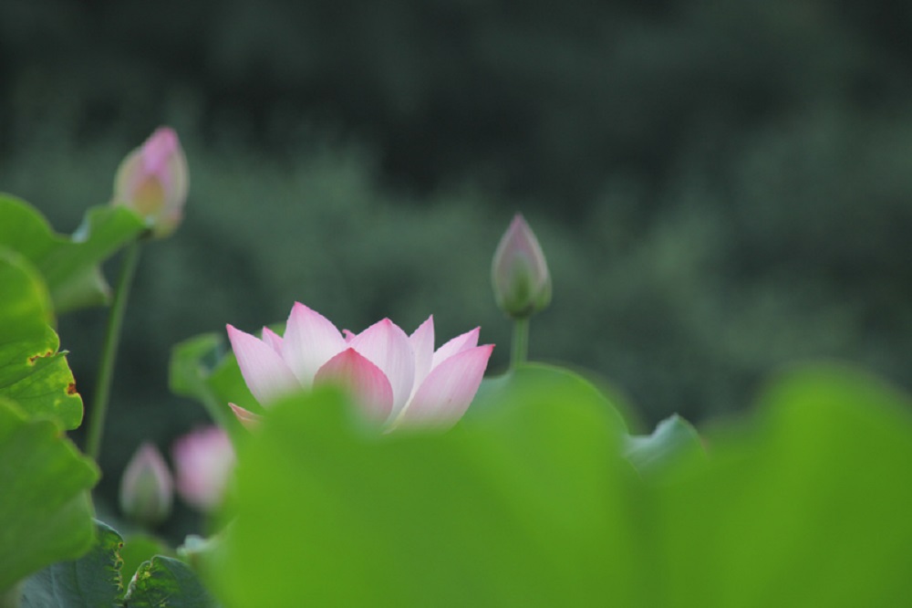 荷影深處見清風(fēng)