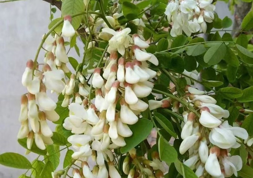 走！鉤洋槐花去！