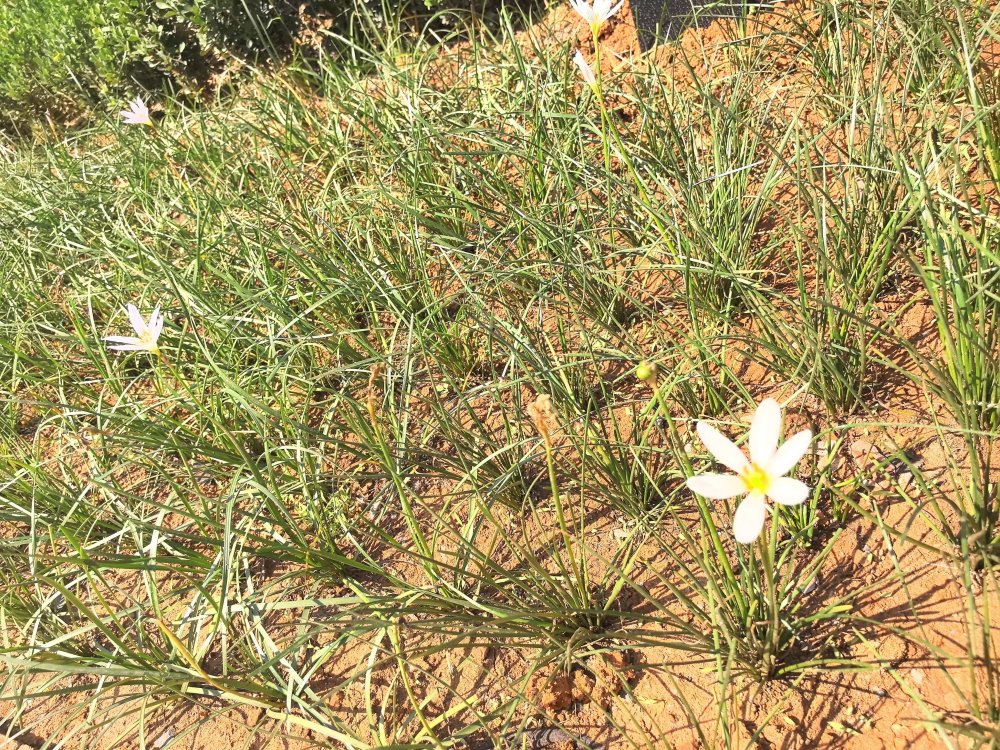 電廠花開時，奮斗自成章