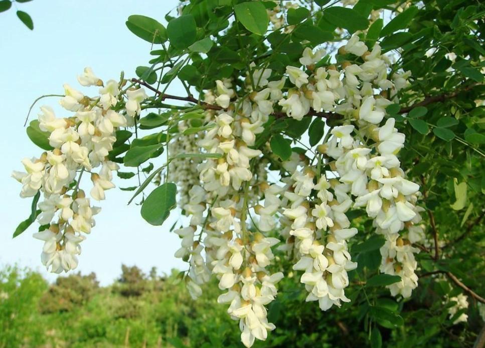 藏在槐香里的母愛