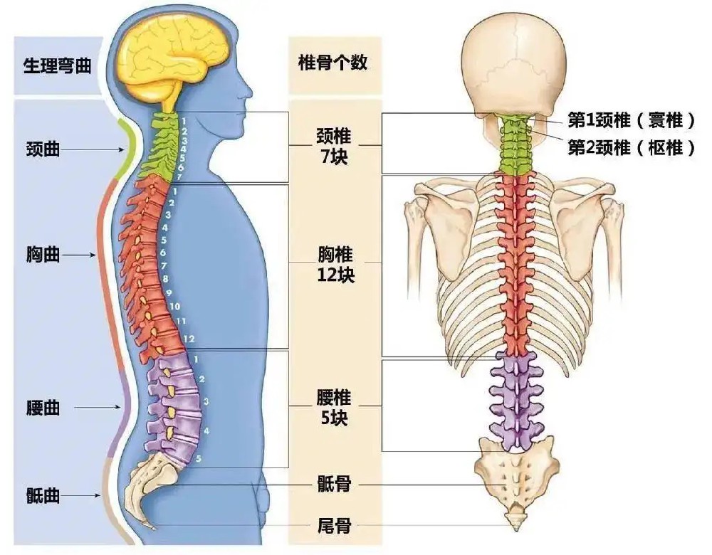 國家疾控局：定期開展學(xué)生脊柱彎曲異常篩查